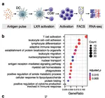 Our paper on LXR agonism in T cell activation is out in JEM!