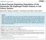 A Novel Domain Regulating Degradation of the Glomerular Slit Diaphragm Protein Podocin in Cell Culture Systems
